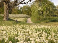 Weg mit Pusteblumen