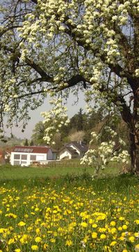 Haus im Fr&uuml;hling